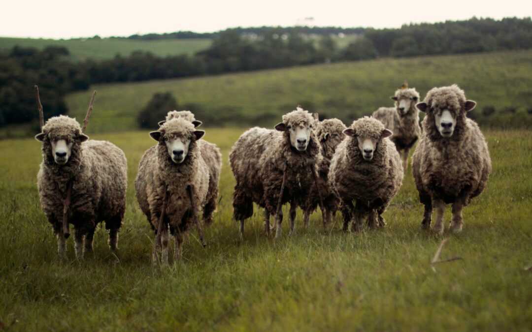 LEADING FROM ALIGNMENT EPSODE 227 – WHEN SHEEP BITE WITH CRAIG OWENS – PART 1